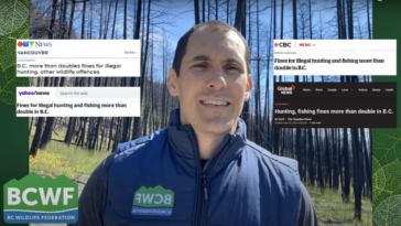 A graphic of BC Wildlife Federation (BCWF) Executive Director Jesse Zeman with screenshots of news articles covering the new fines in BC for illegal hunting and poaching.